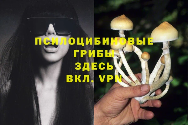 прущие грибы Волоколамск